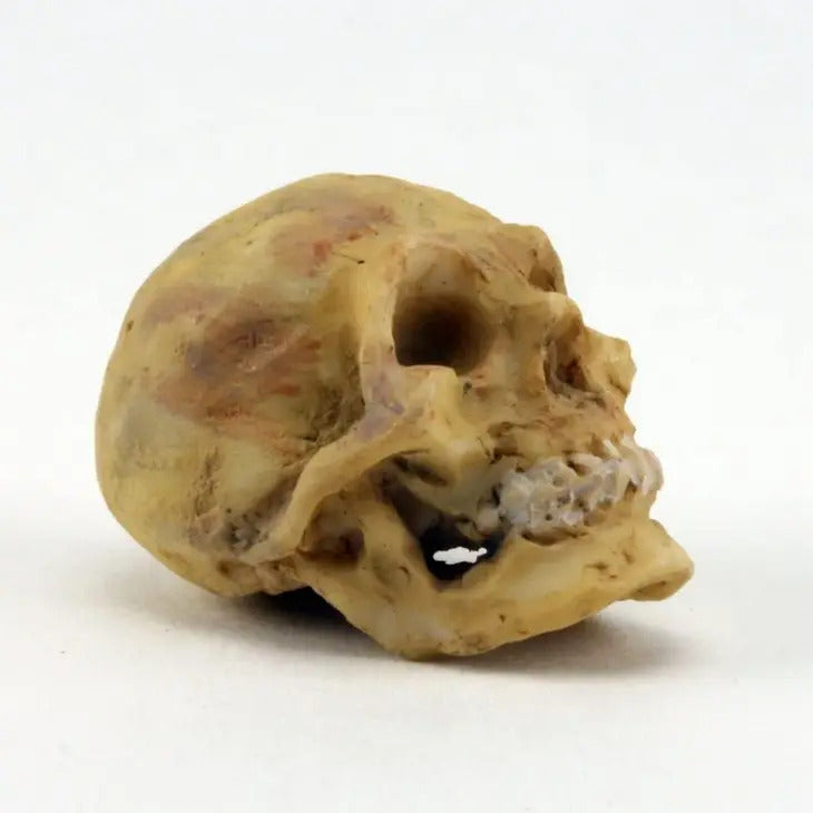 Mini Halloween Skull, Fairy Garden Halloween Skull