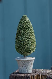 Mini Fairy Garden Potted Cypress in Decorative Pot