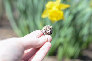 Mini Hedgehog
