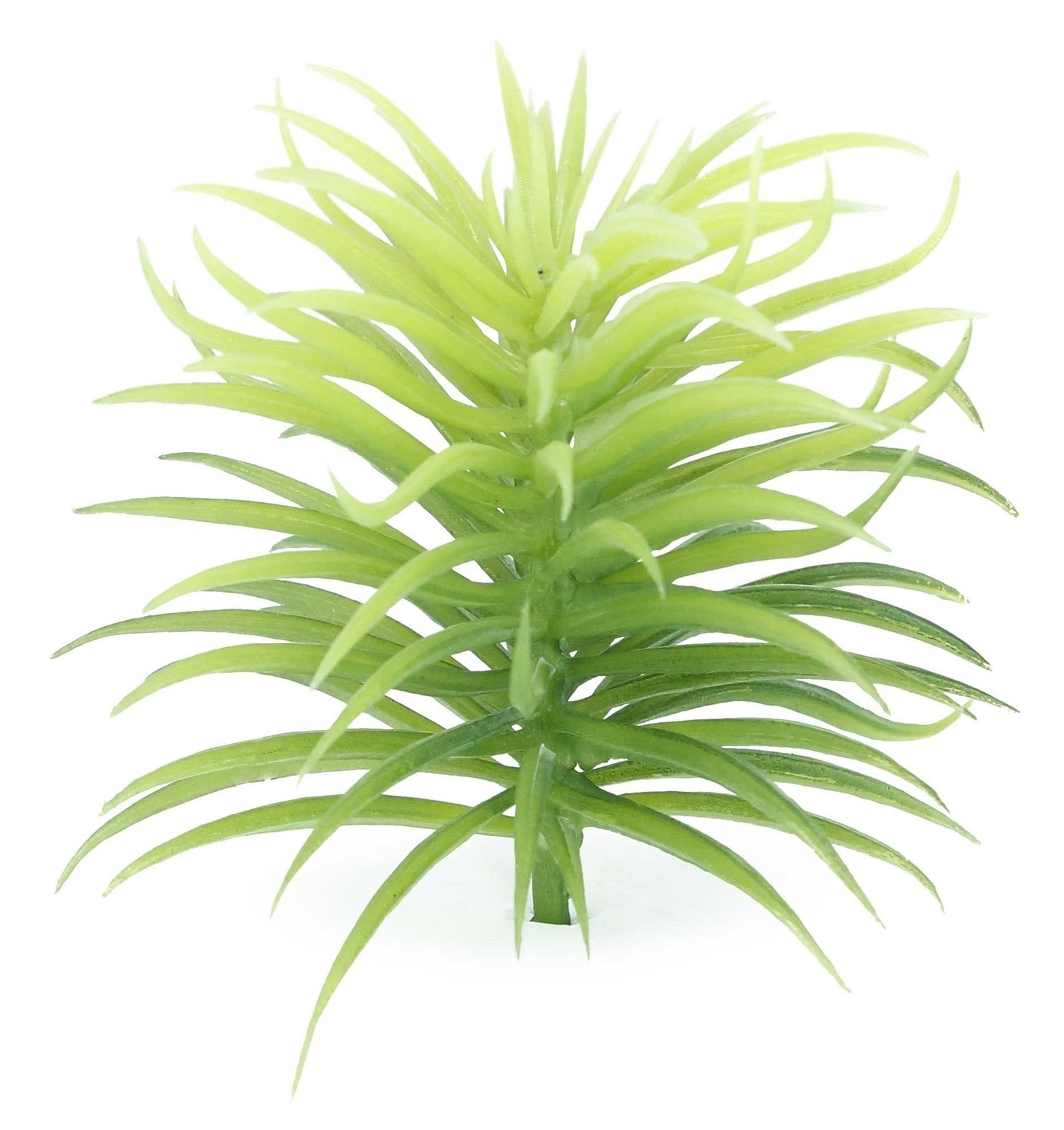 succulent plants of the world Botanicals