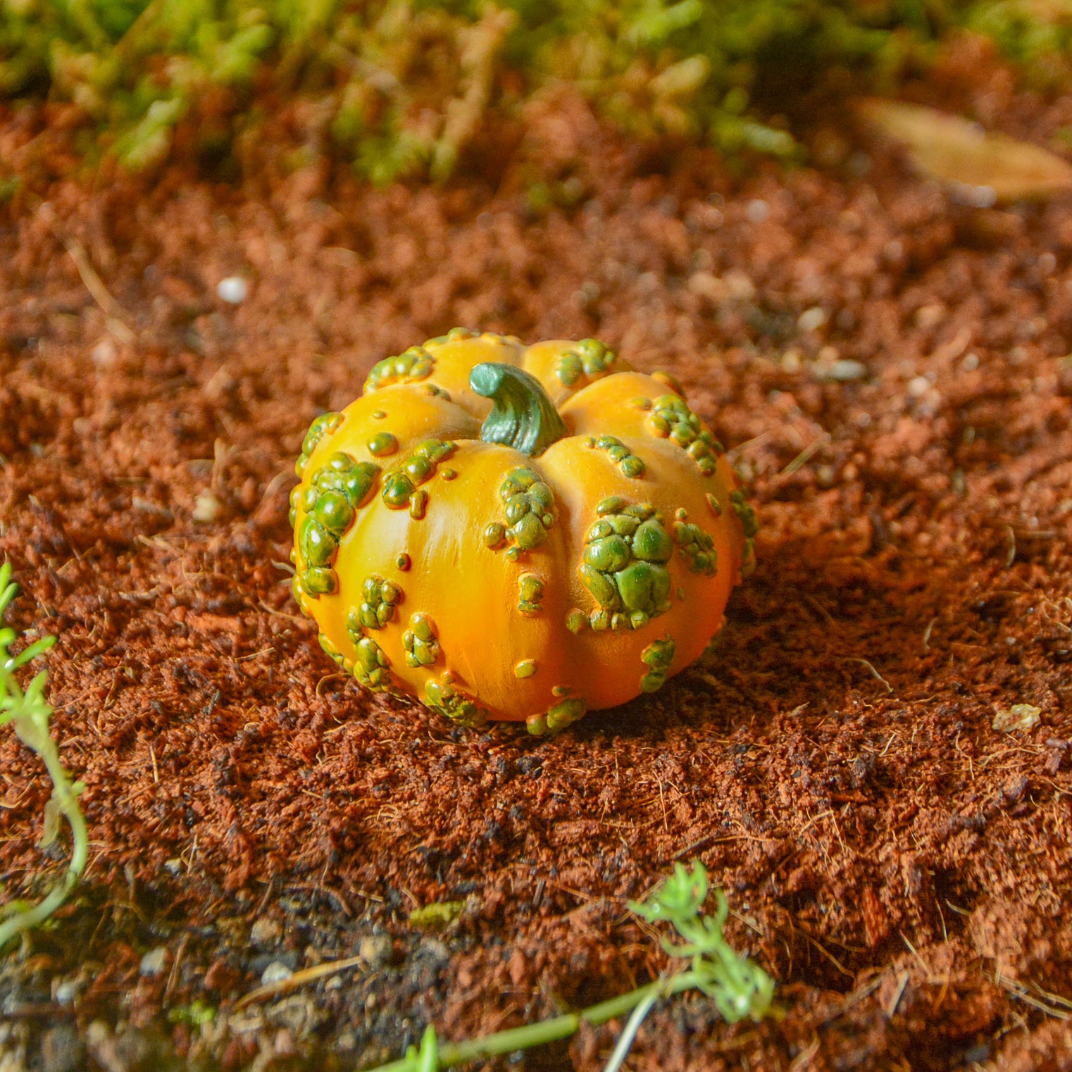 Mini Overgrown Puimpkin, Fairy Garden Pumpkin, Mini Halloween Pumpkin