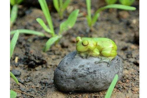 Sleeping Cute Frog On Stone, Mini Sleeping Frog, Miniature Sleeping Frog, Fairy Garden Frog, Terrarium Frog, Fairy Garden - Mini Fairy Garden World
